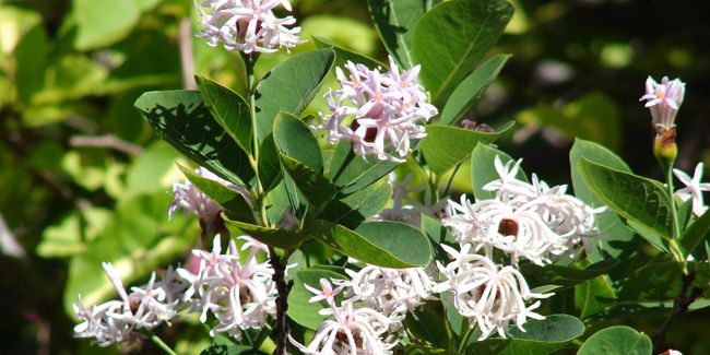 L'arbre pompon : une beauté exotique aux fleurs parfumées
