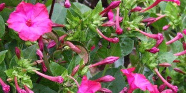 La belle de nuit : l'envoûtante floraison du crépuscule