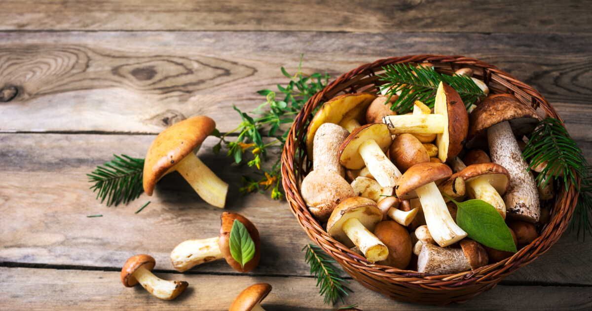 Les secrets pour sublimer et conserver vos champignons
