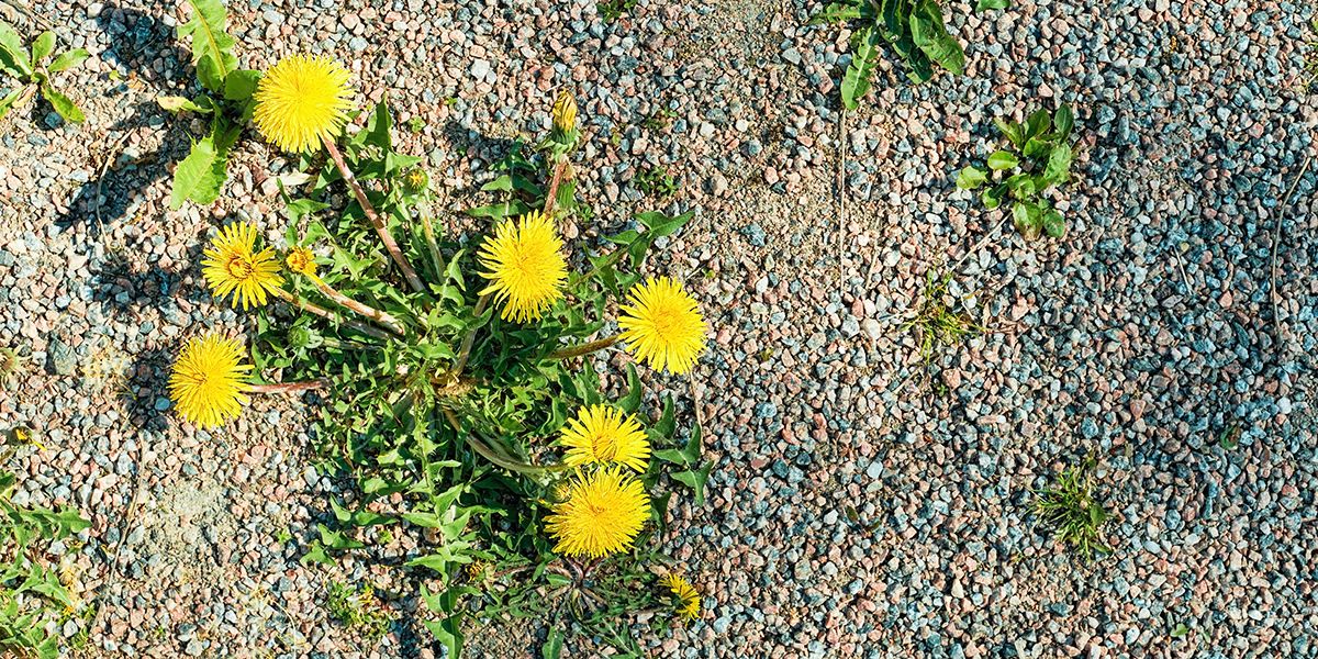 Comment dire adieu aux mauvaises herbes : 9 techniques efficaces