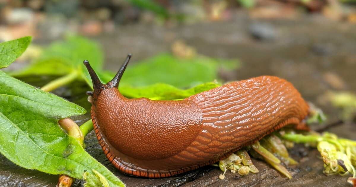 Un piège malin contre les limaces pour protéger votre jardin