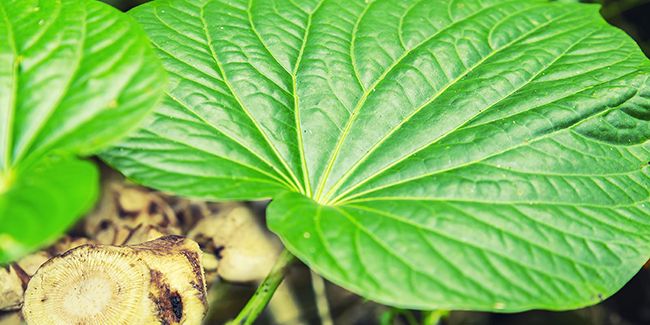 Le kava : un héritage océanien aux effets énigmatiques