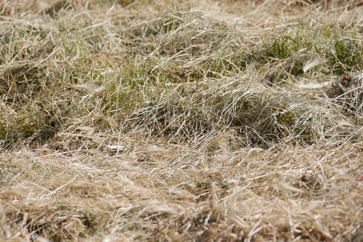 Transformez votre jardin en un oasis durable avec le trèfle nain blanc