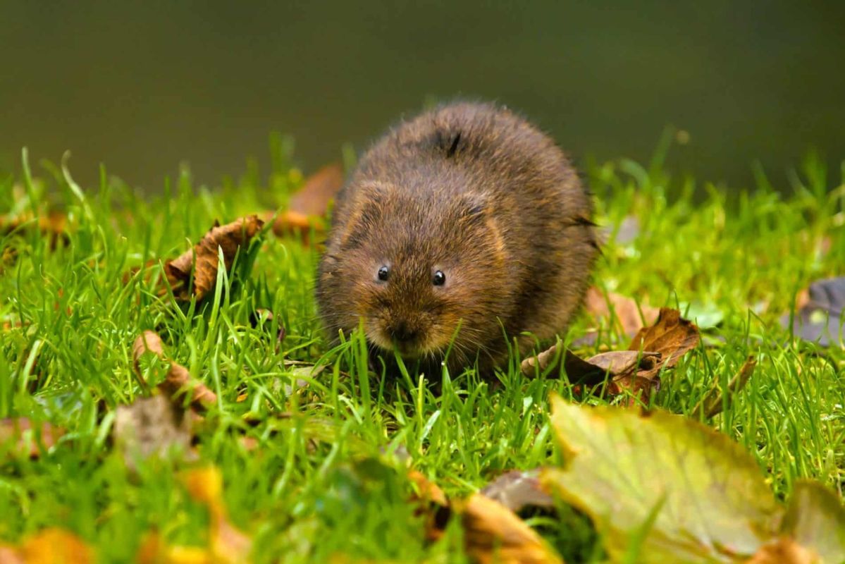 Stop aux rats taupiers : découvrez 4 méthodes infaillibles pour les éradiquer