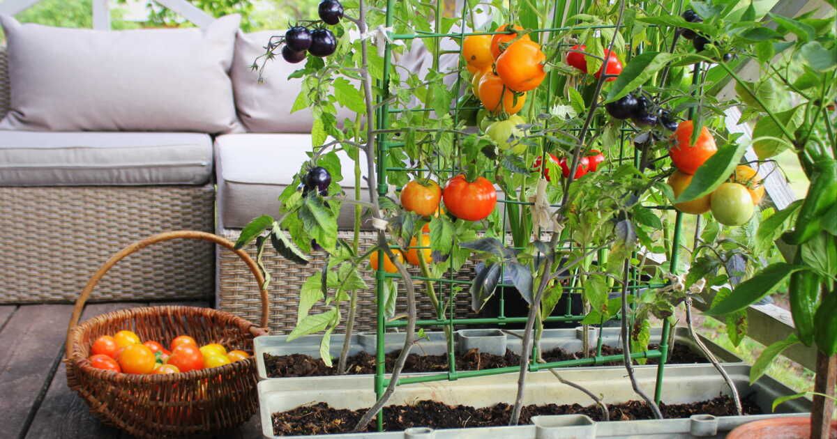Cultiver efficacement des légumes sur votre balcon