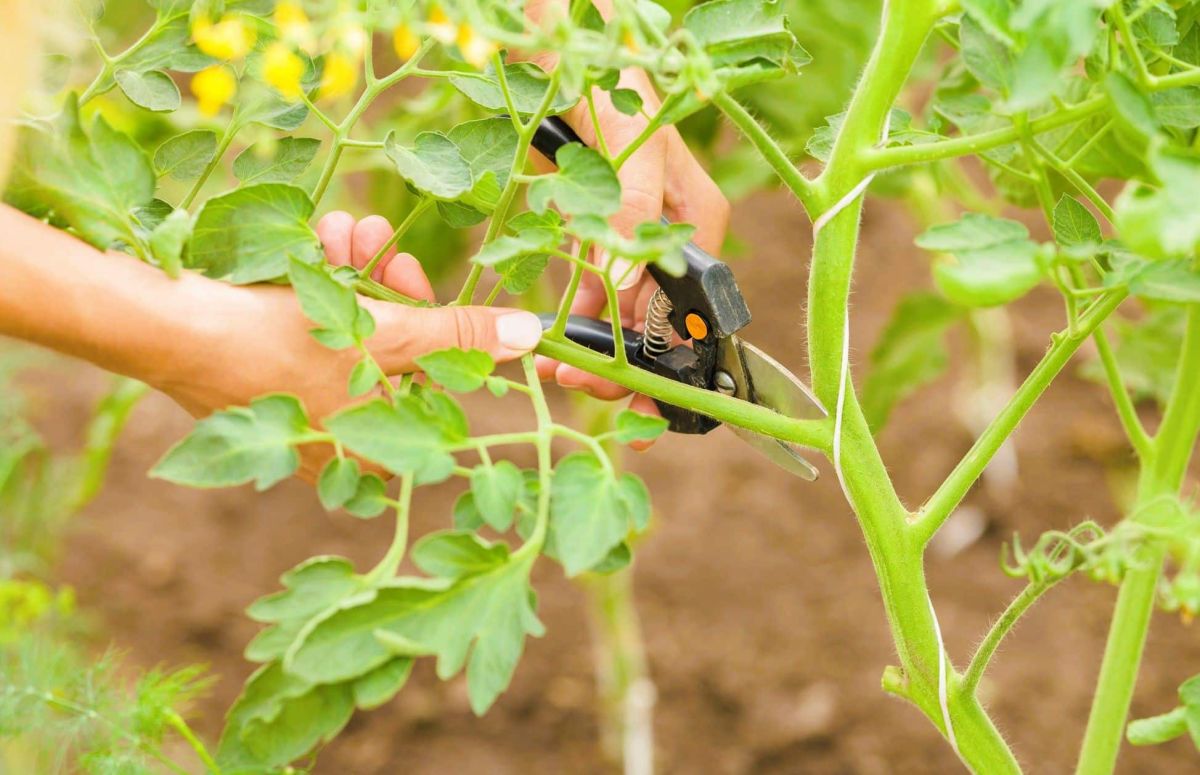 Les secrets des gourmands de tomates : ce que vous ne savez pas