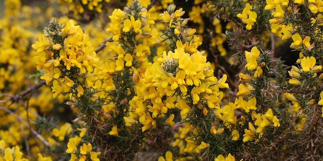 Ajonc (Ulex europaeus), arbuste épineux du bord de mer