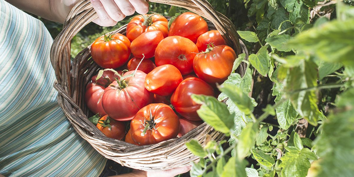 Cultivez des tomates l'été : 8 conseils indispensables pour une récolte réussie