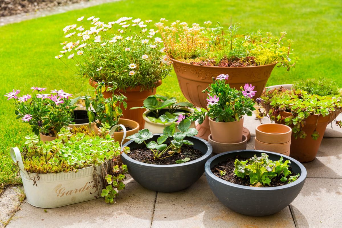 Attention : cette plante ne survivra pas aux nuits fraîches de septembre