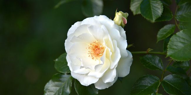 Les fleurs blanches incontournables pour illuminer votre jardin