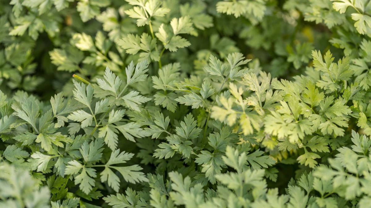 Jardin : comment sauver son persil qui jaunit ?