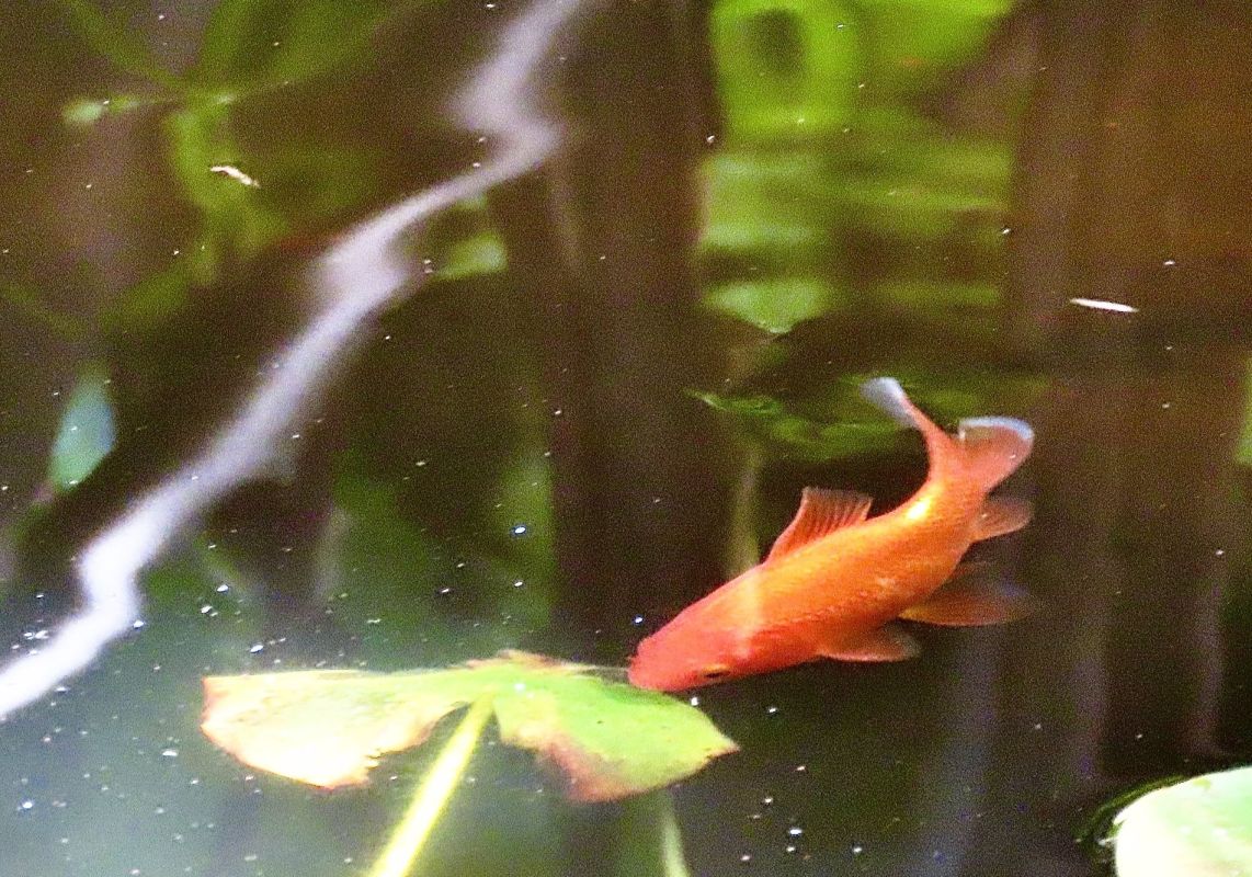 Ce petit poisson surprenant fait fuir les moustiques sans effort