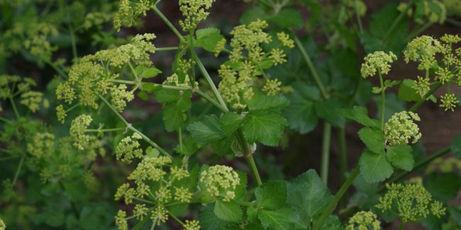 Le maceron : une plante aromatique à redécouvrir