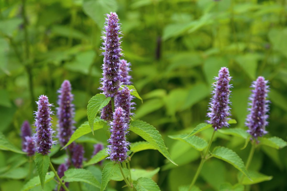 Agastache : où la planter, semis, entretien