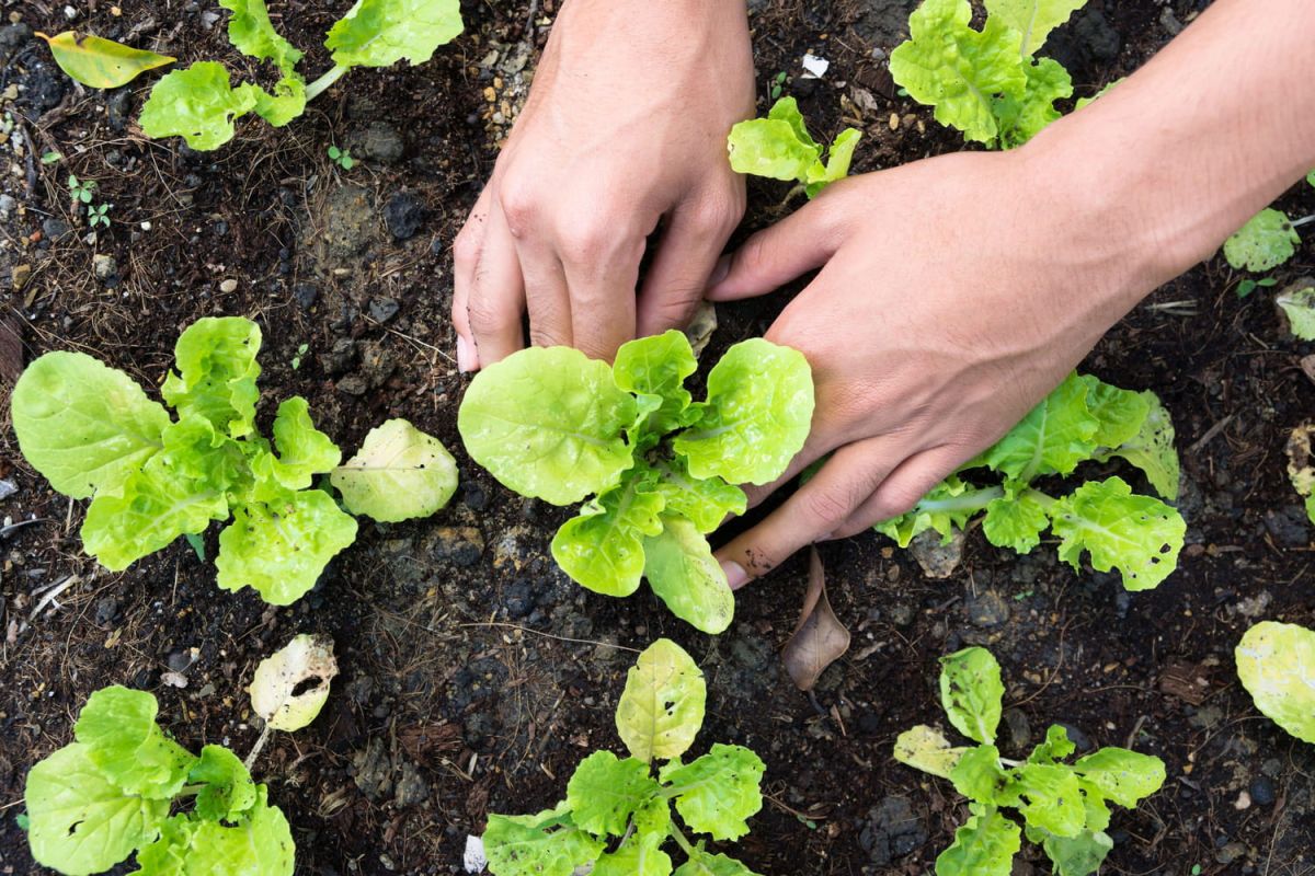 mars au potager : le moment idéal pour planter et semer