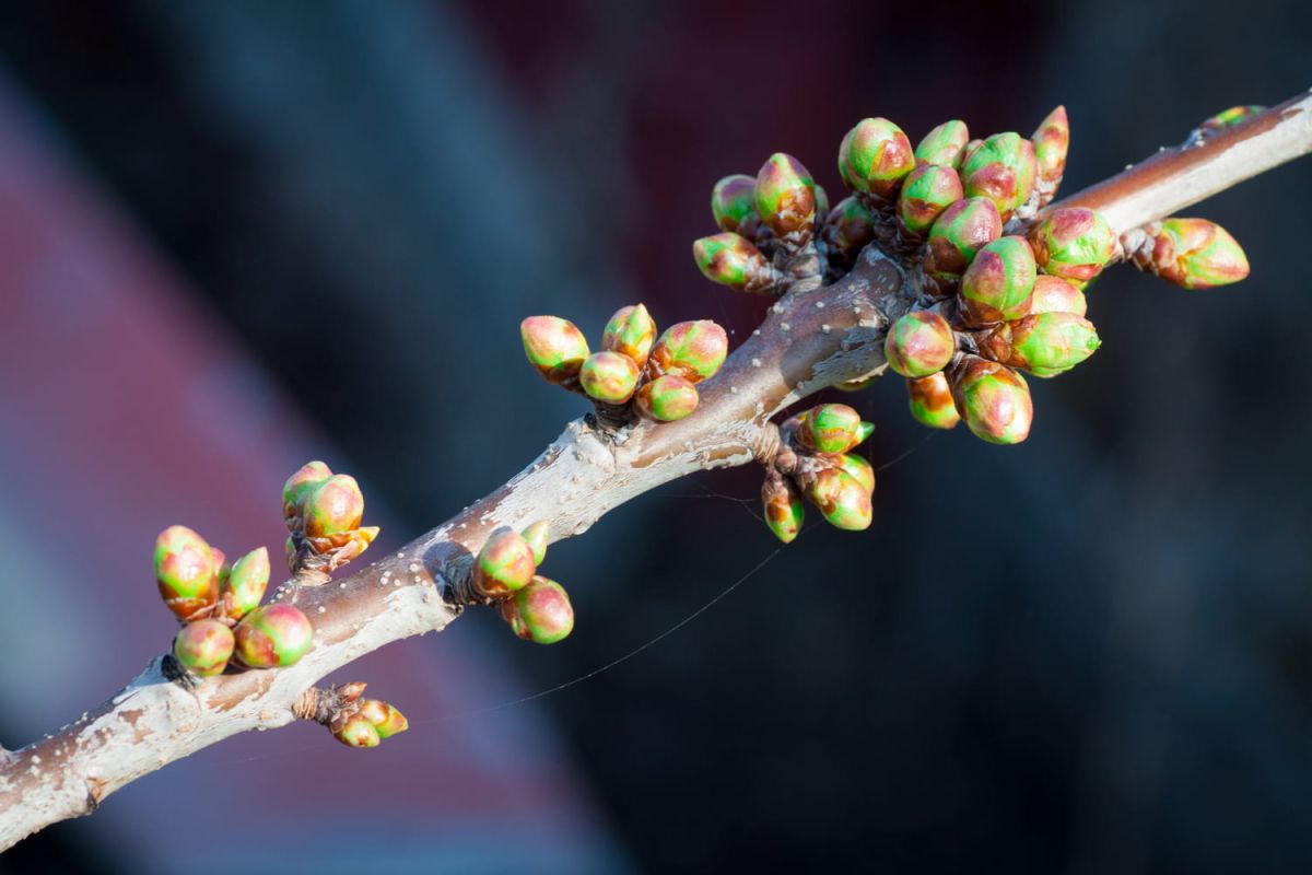 Lune rousse : comment protéger vos plantes au printemps