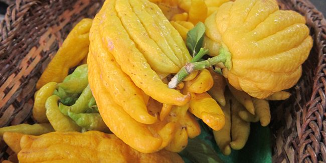 La main de Bouddha : l'agrume aux doigts fascinants