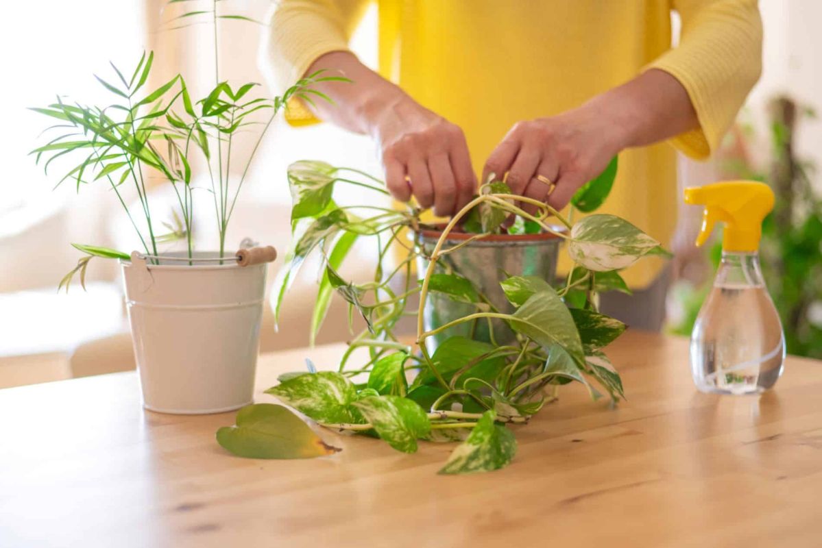 5 astuces incontournables pour protéger vos plantes d'intérieur cet hiver