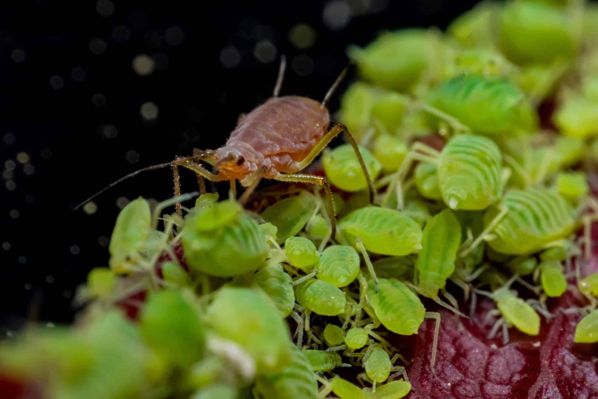 Protégez vos rosiers des pucerons avec des solutions naturelles et efficaces