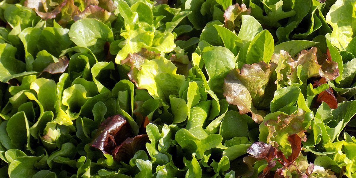Démystifier le mesclun : semis et utilisations