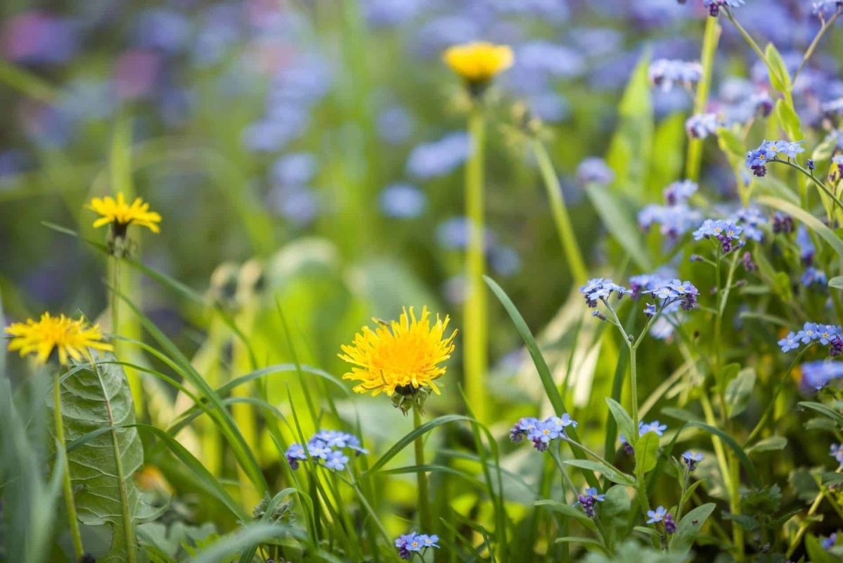 Les fleurs sauvages, alliées insoupçonnées de votre jardin naturel