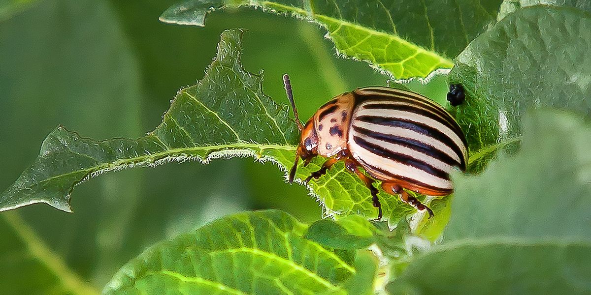 Ne laissez pas les doryphores dévorer votre jardin : découvrez nos 9 solutions