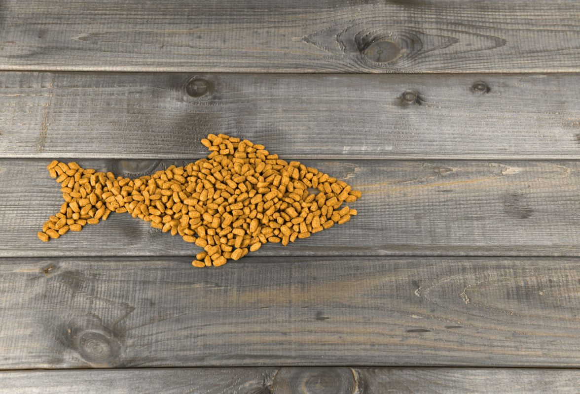 Les croquettes pour chats qui vont séduire vos félins