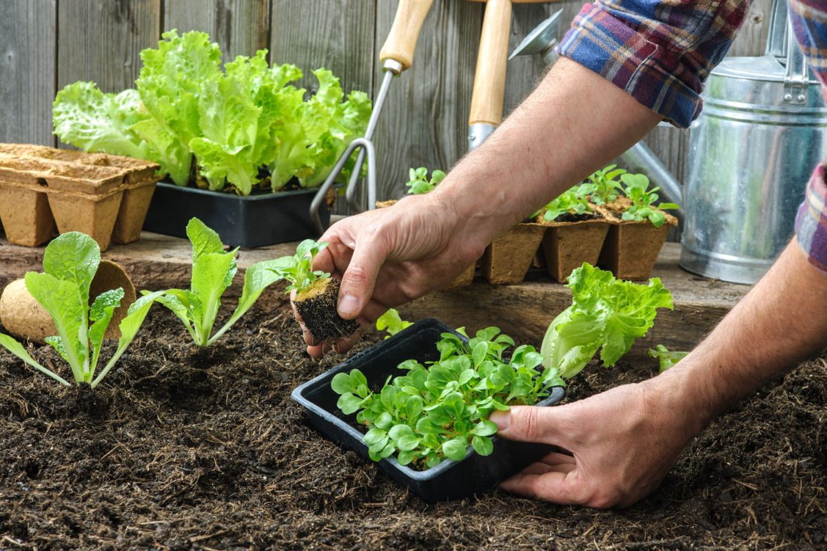 Semer des salades : les secrets pour une récolte réussie
