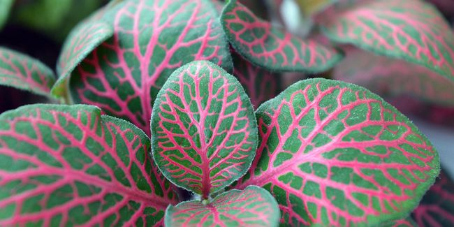Fittonia : la plante rampante d’intérieur qui fascine