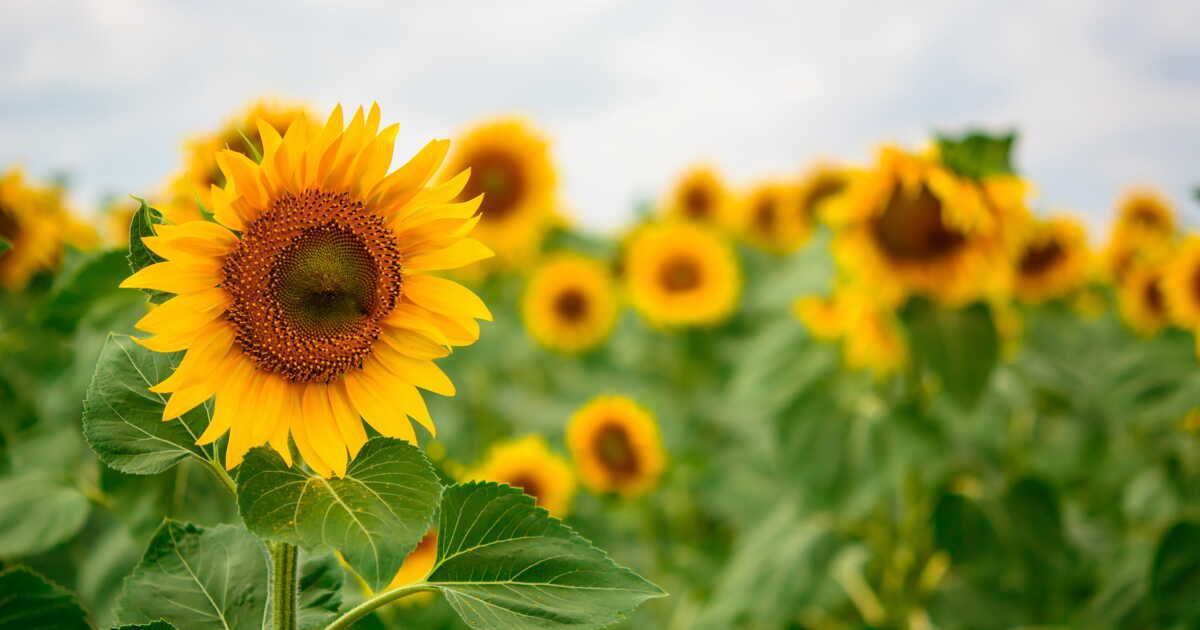 Langage des fleurs : pourquoi le tournesol symbolise le soleil, l’amour et la fidélité ?