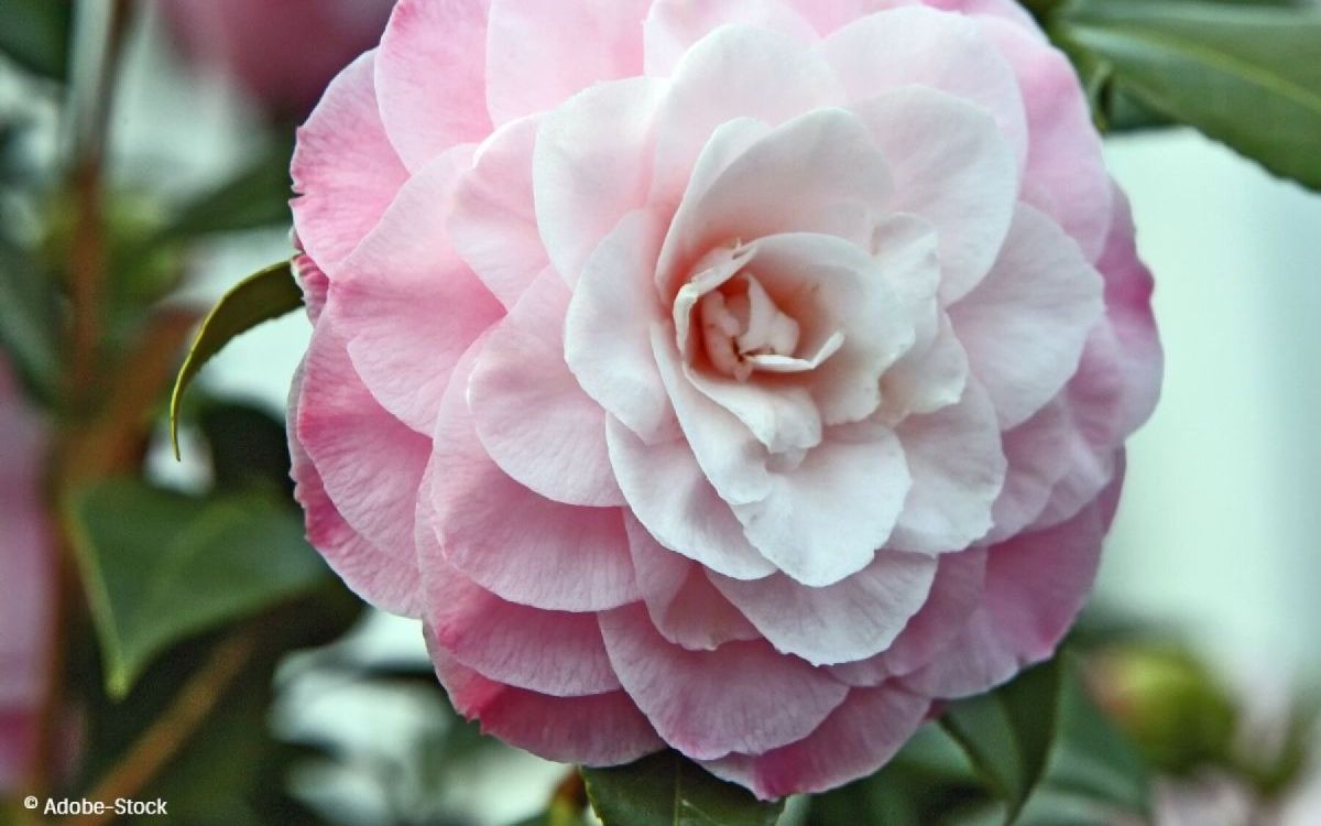 Camélias : des jardins orientaux aux espaces contemporains