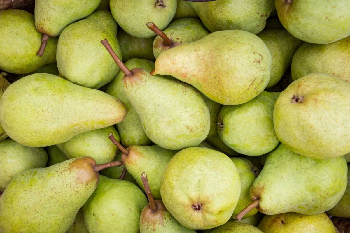 accélérez la maturation de vos poires avec cette méthode infaillible