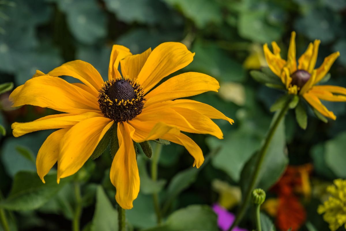 Rudbeckia : vivace ou annuelle, plantation, variétés