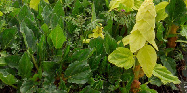 Rhubarbe décorative : un joyau exotique à introduire dans votre jardin