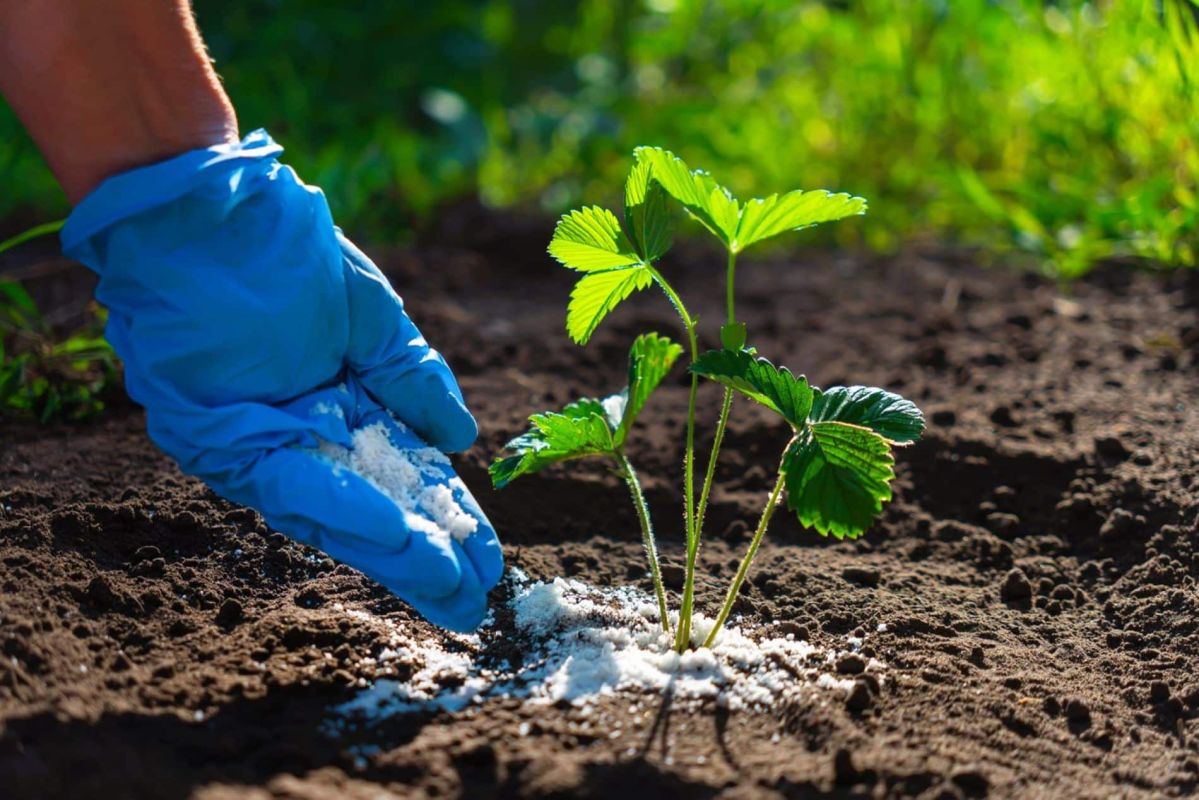 découvrez le secret de jardinage qui révolutionne la croissance de vos plantes