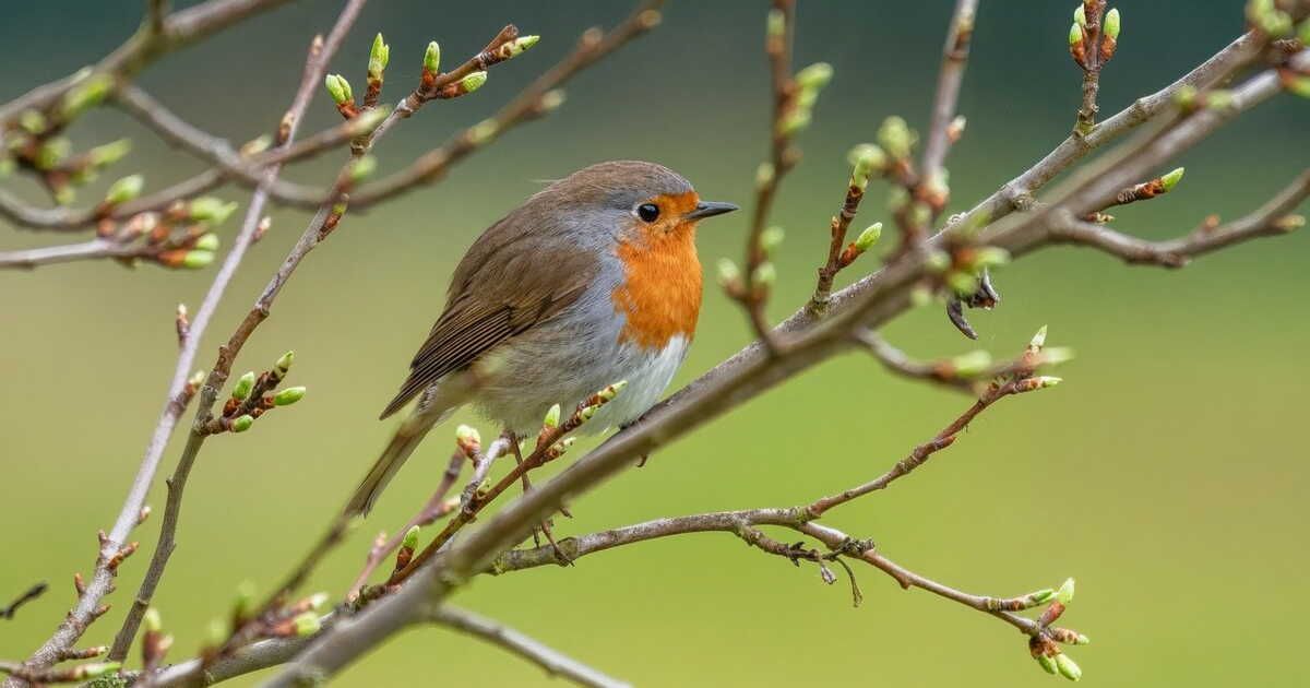Les alliés naturels de votre jardin : ces oiseaux à protéger