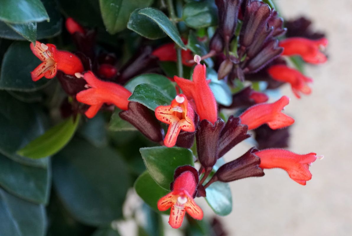 Aeschynanthus : conseils d'entretien et variétés à découvrir