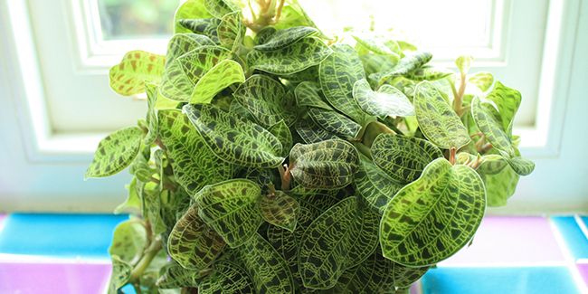 Découvrez les orchidées bijoux et leur éclat unique