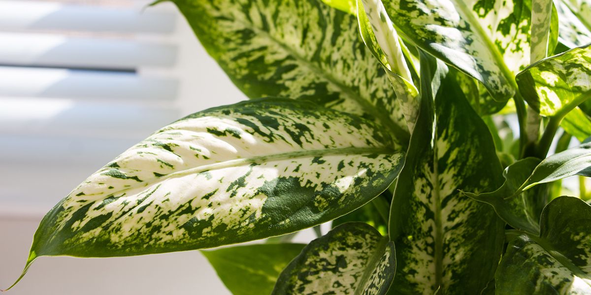 Les secrets du bouturage du Dieffenbachia : guide pratique et conseils