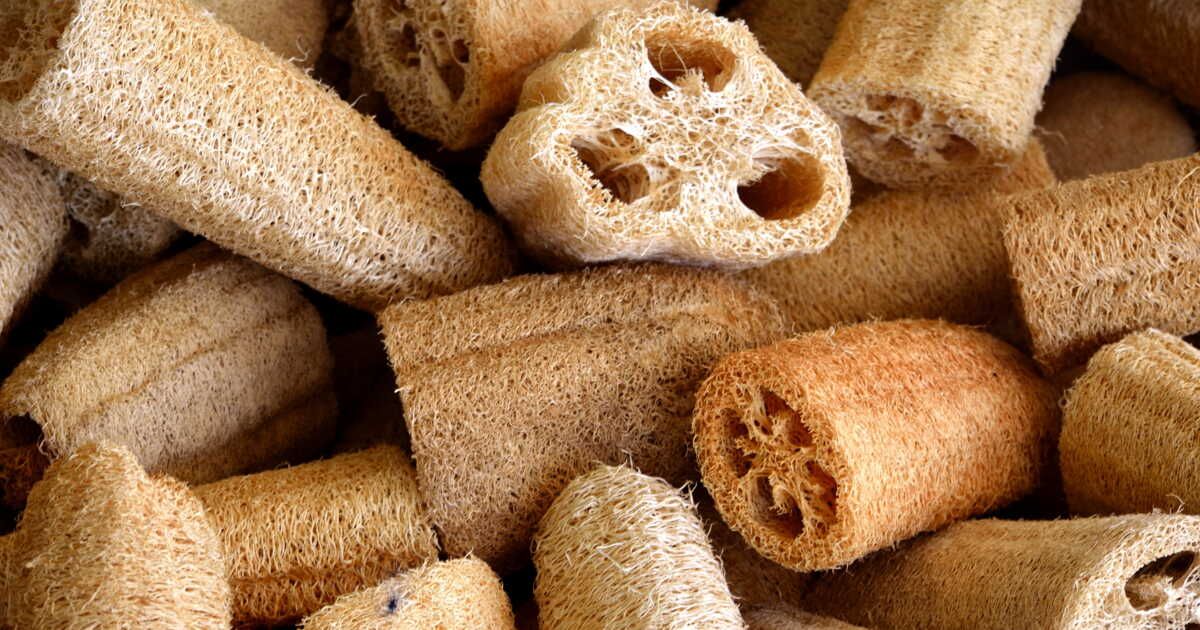Cultiver votre propre éponge luffa : guide pratique