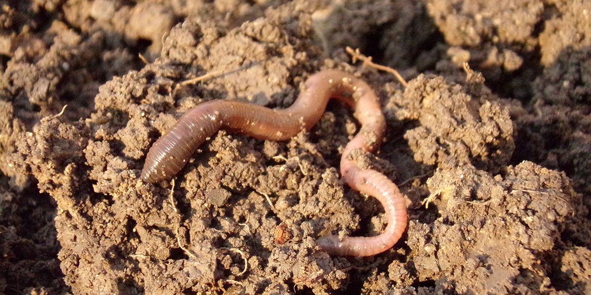 Comment cultiver l'art de faire prospérer les lombrics dans votre jardin ?