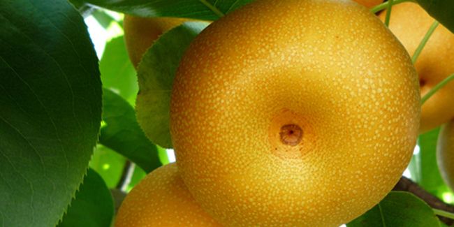 Le nashi (Pyrus pyrifolia) ou la pomme-poire