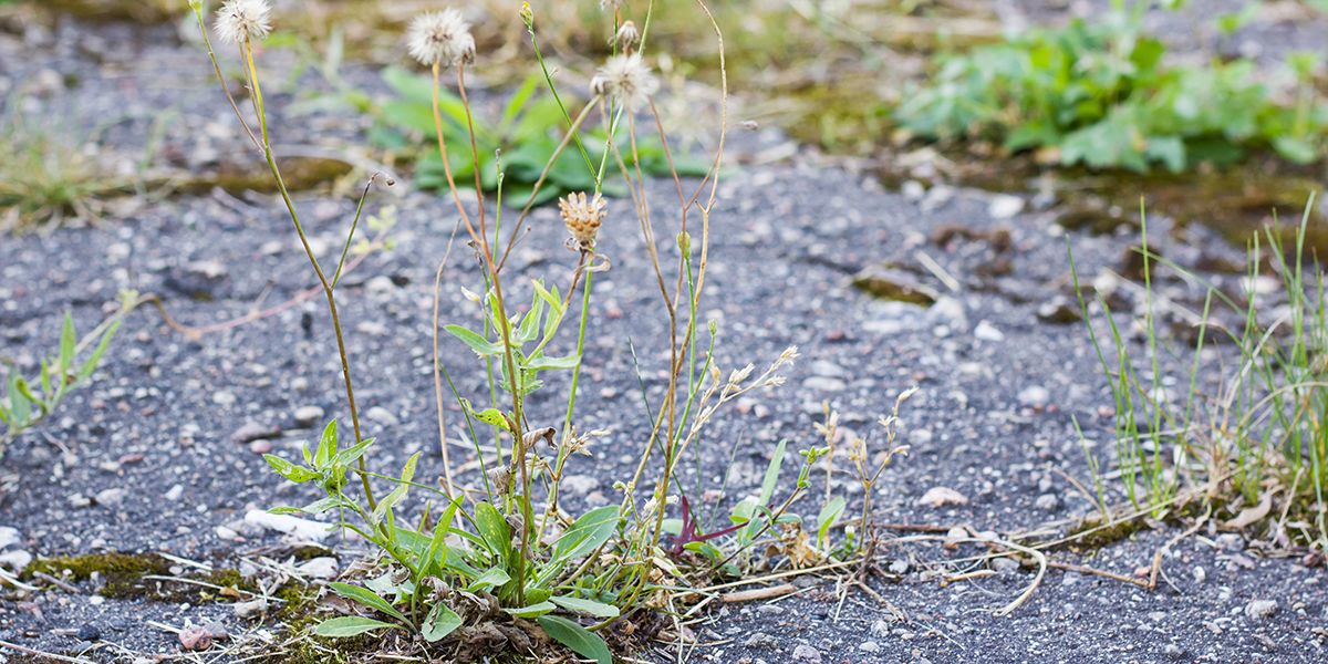 Les dangers du désherbage au sel : une solution économique aux conséquences écologiques dévastatrices