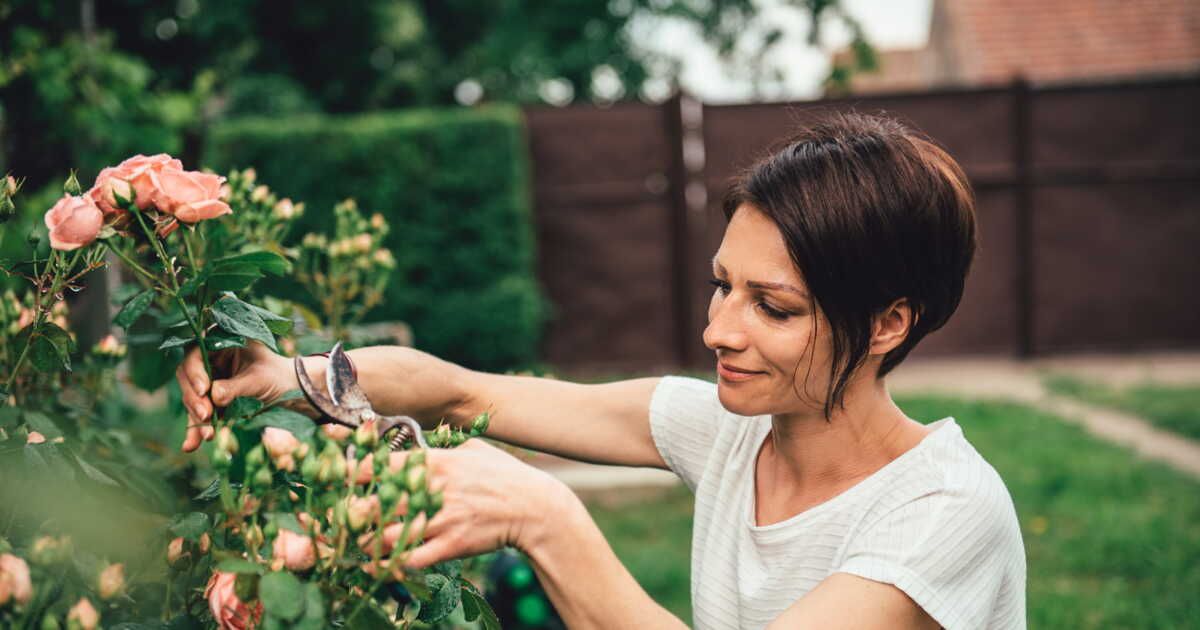 Les secrets d'une taille réussie à la fin de l'été