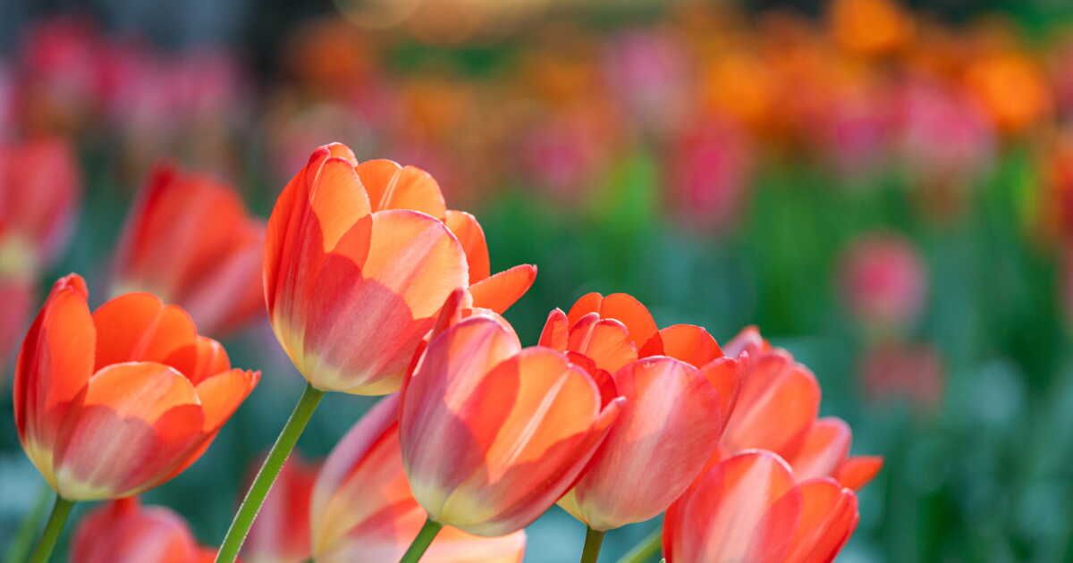 Où et quand planter des tulipes ?