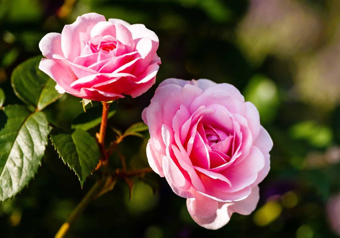 Un geste en mai pour des rosiers éclatants jusqu'à septembre