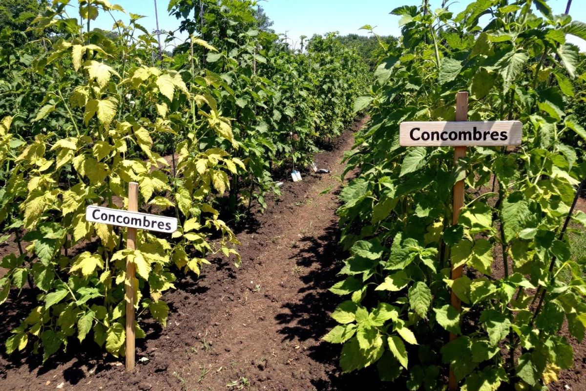 évitez cette erreur de jardinage pour des tomates et concombres abondants tout l'été