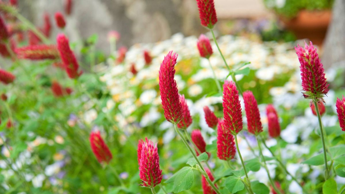 Les engrais verts : un atout pour revitaliser votre jardin