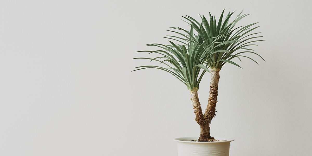 Sublimez votre intérieur avec le dracaena : guide d'entretien et de culture