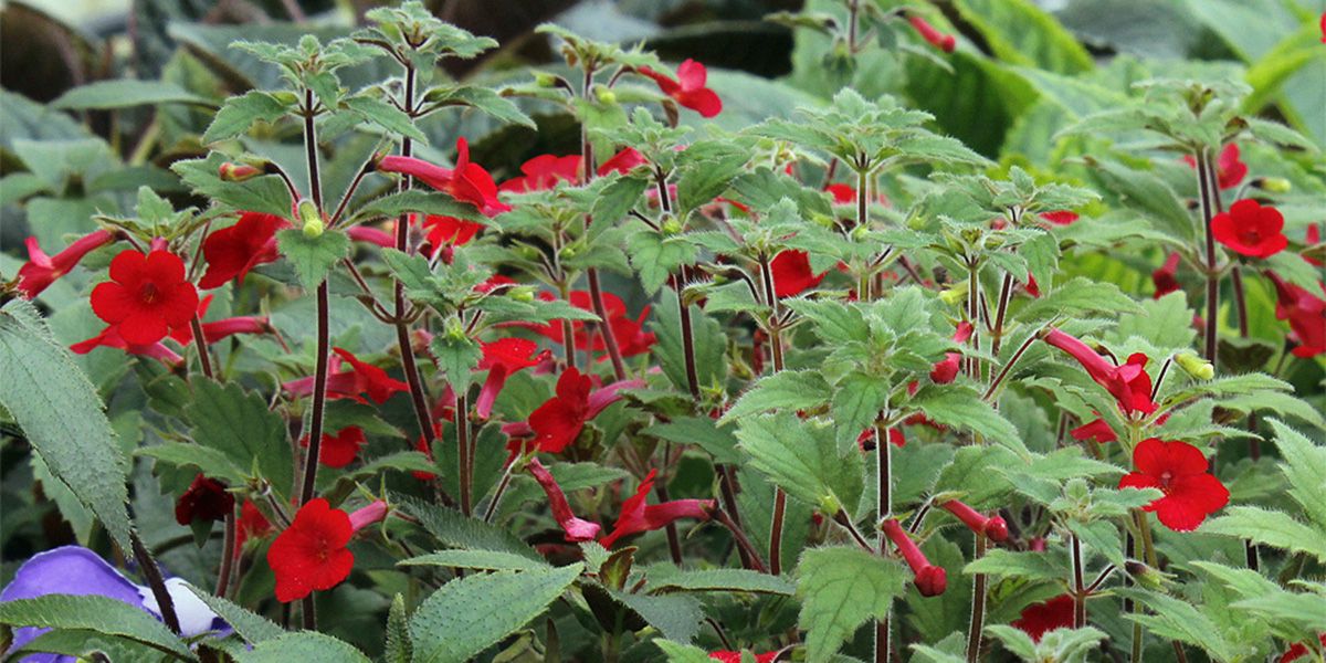 L'achimène, la jolie plante à fleurs qui embellit votre intérieur